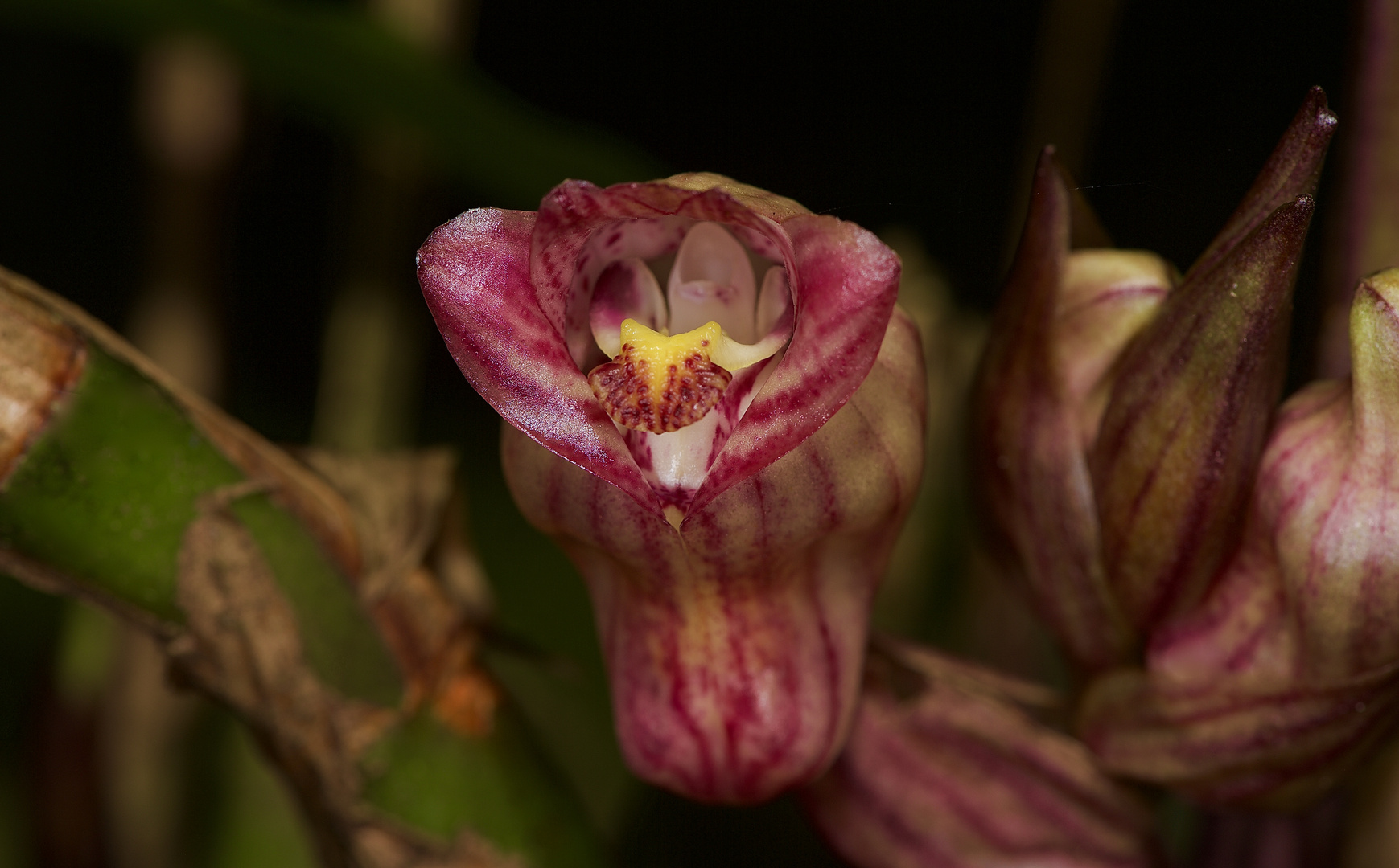 wilde Orchidee aus dem Tropischen Regenwald von Borneo.