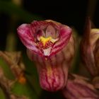 wilde Orchidee aus dem Tropischen Regenwald von Borneo.