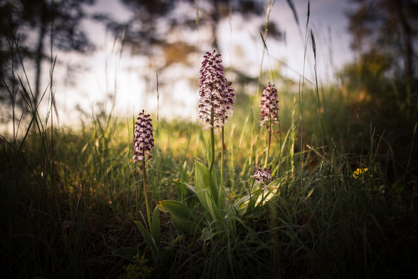 wilde Orchidee