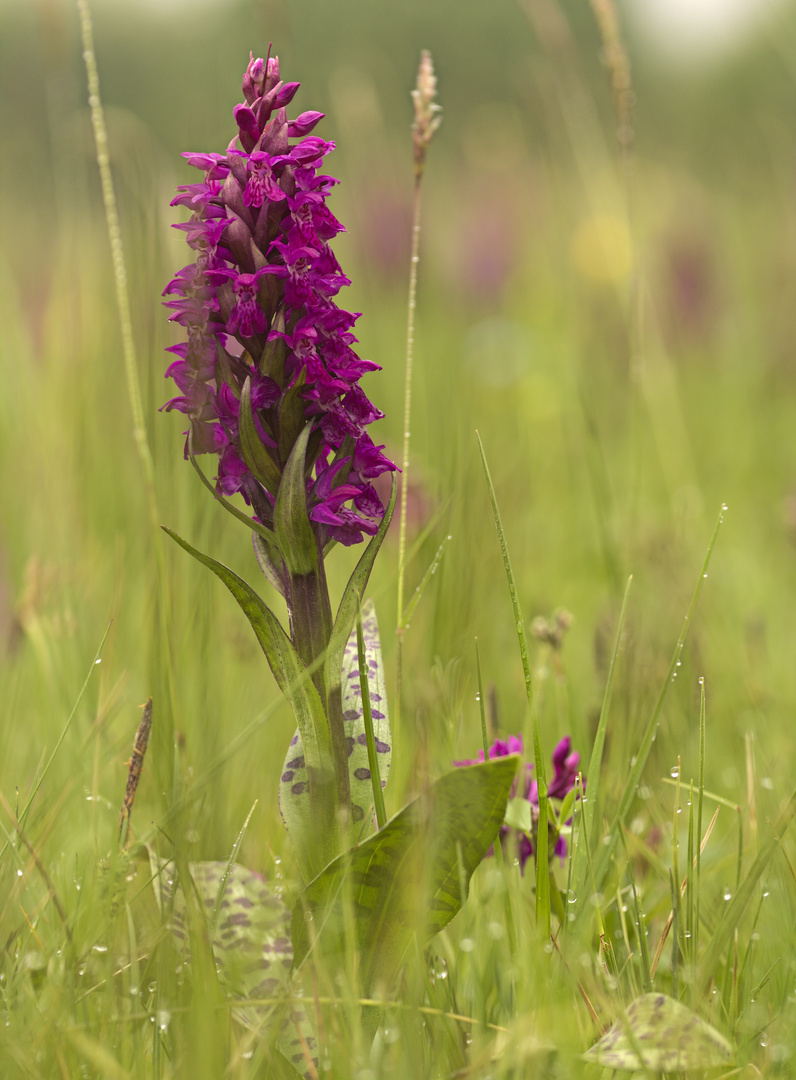 Wilde Orchidee