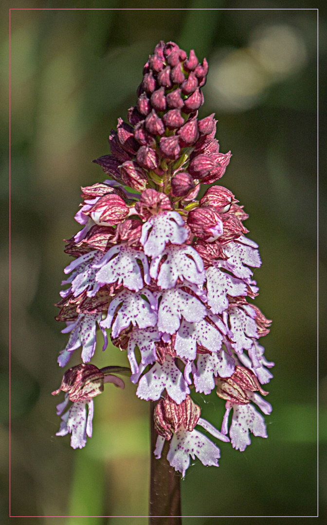 wilde Orchidee beim Sonntagsspaziergang fotografiert