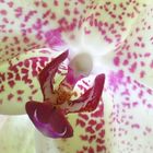 wilde Orchidee