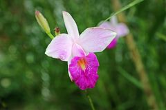 Wilde Orchidee, Costa Rica 