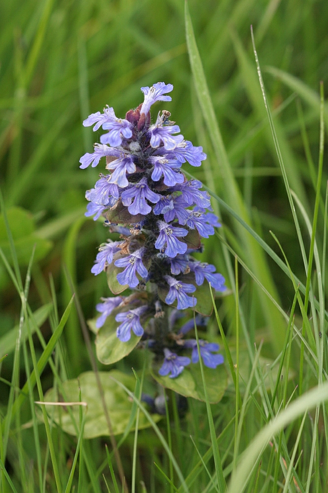 wilde orchidee ?? die zweite