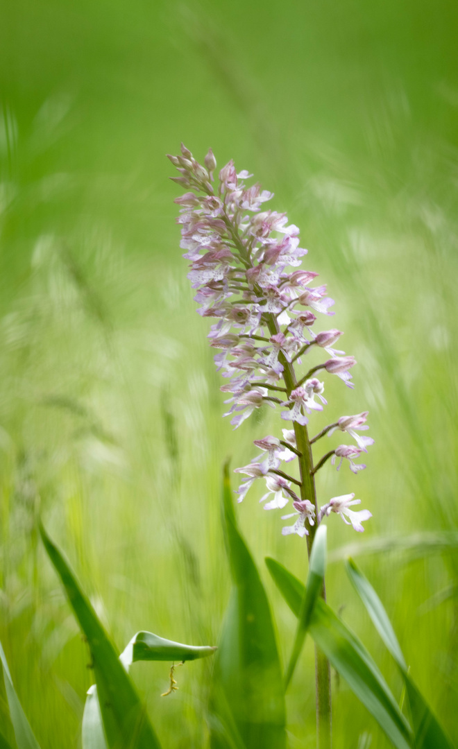 wilde Orchidee