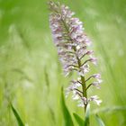 wilde Orchidee