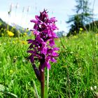 Wilde Orchidee