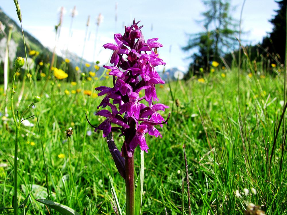 Wilde Orchidee