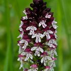 wilde Orchidee (Eifel)