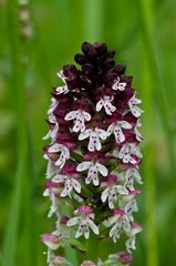 wilde Orchidee (Eifel)