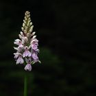 ..wilde Orchidee..