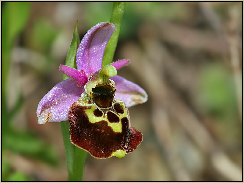 Wilde Orchidee im Kaiserstuhl