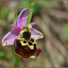 Wilde Orchidee im Kaiserstuhl