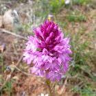 wilde Orchidee im Larzac bei Millau ( Zentralmassif)