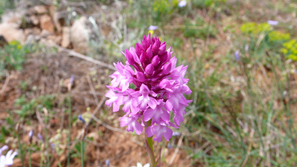 wilde Orchidee im Larzac bei Millau ( Zentralmassif)