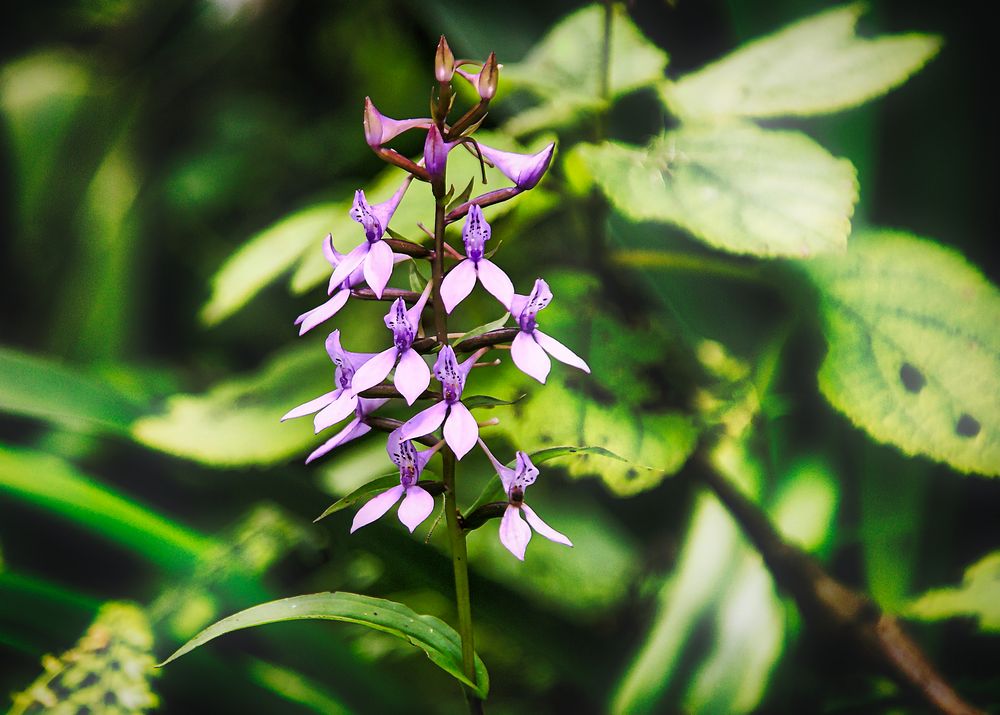 Wilde Orchidee im Regenwald