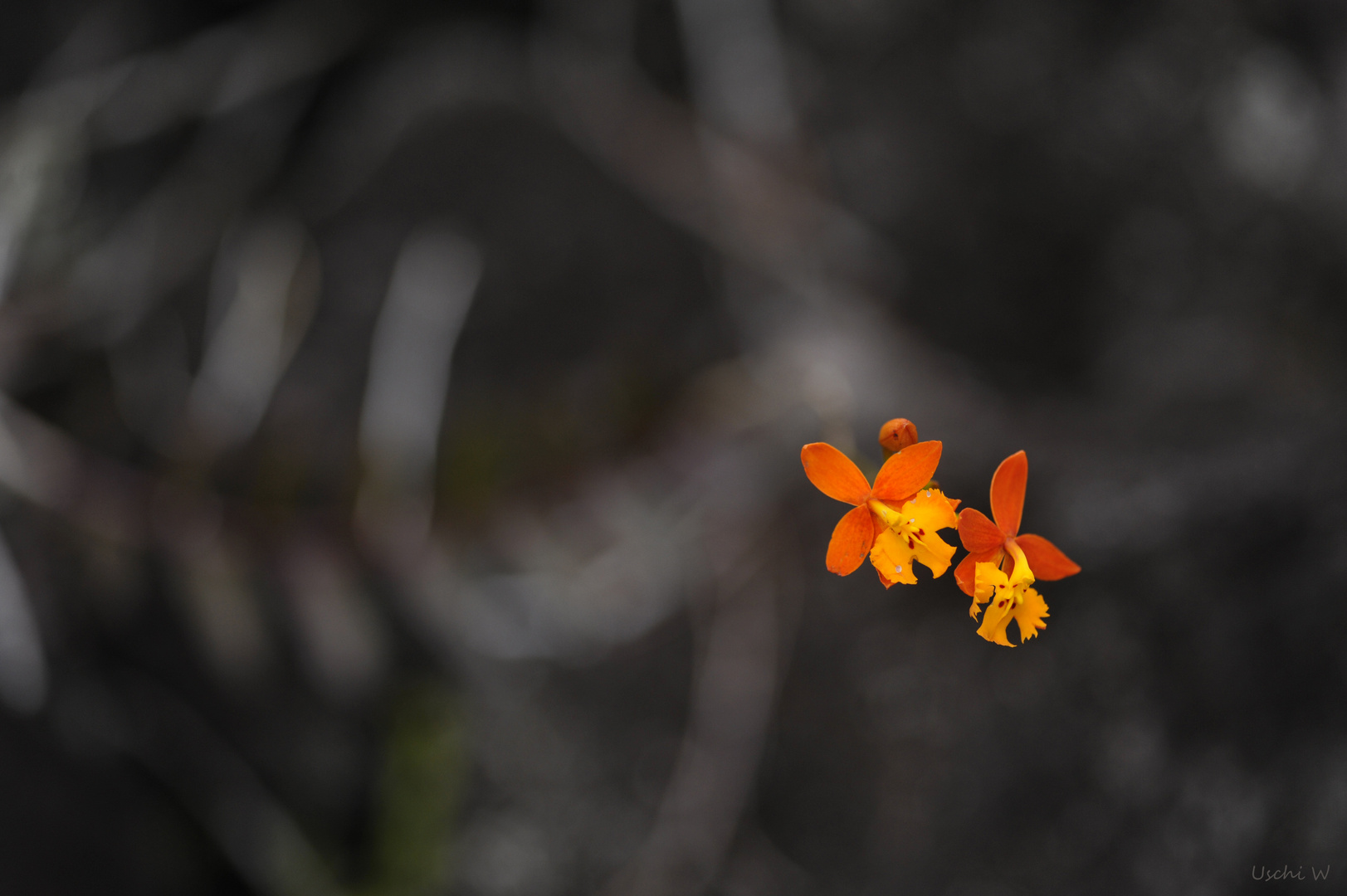 Wilde Orchidee in Costa Rica