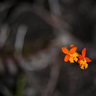 Wilde Orchidee in Costa Rica