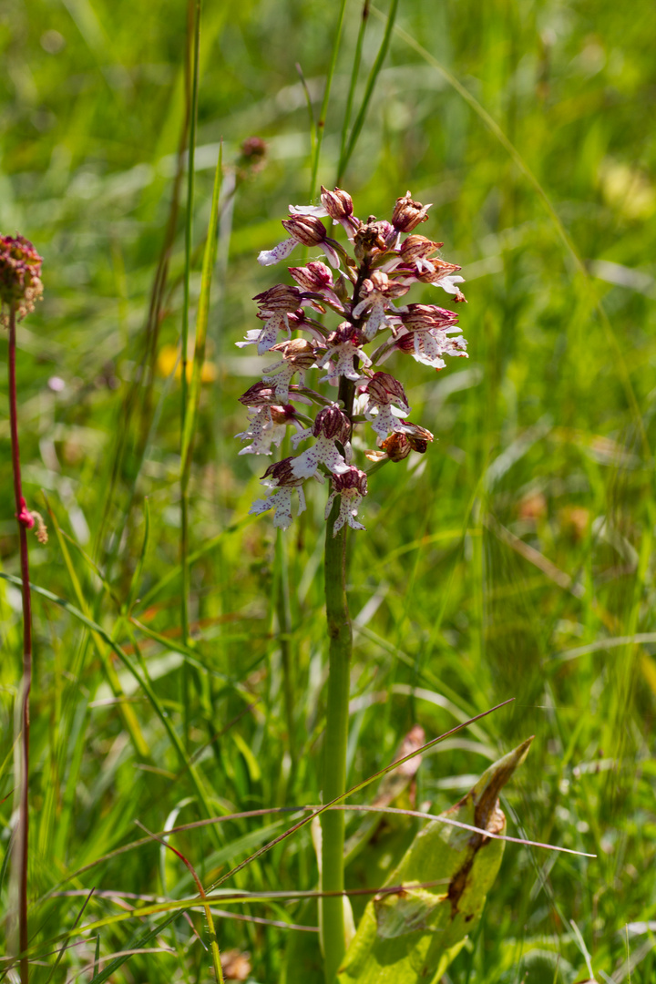 Wilde Orchidee in der Eifel