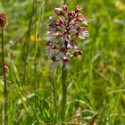 Wilde Orchidee in der Eifel