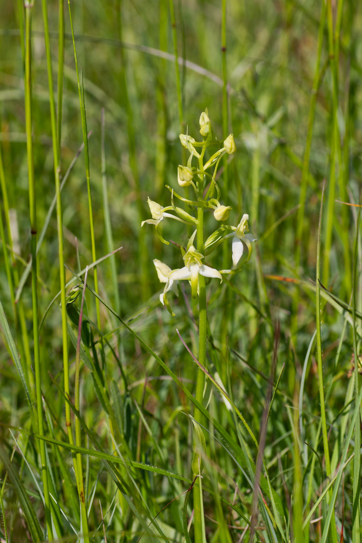 Wilde Orchidee in der Eifel