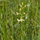 Wilde Orchidee in der Eifel