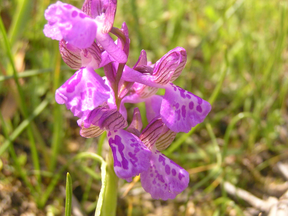 Wilde Orchidee in Korsika