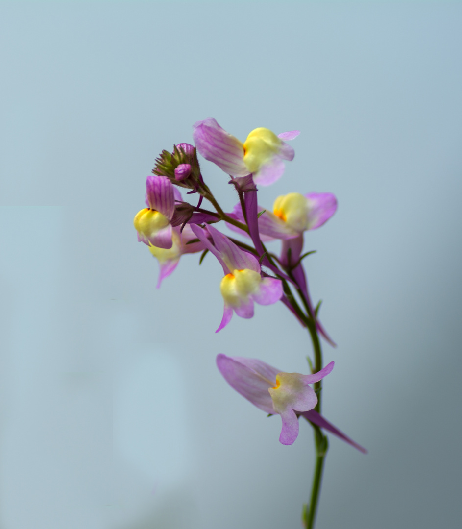 Wilde Orchidee-nein:Sommer Leinkraut