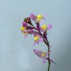 Wilde Orchidee-nein:Sommer Leinkraut