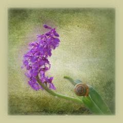wilde Orchideen...