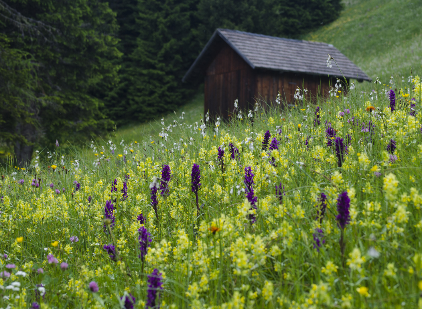 Wilde Orchideen...