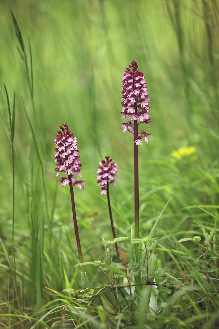 wilde Orchideen