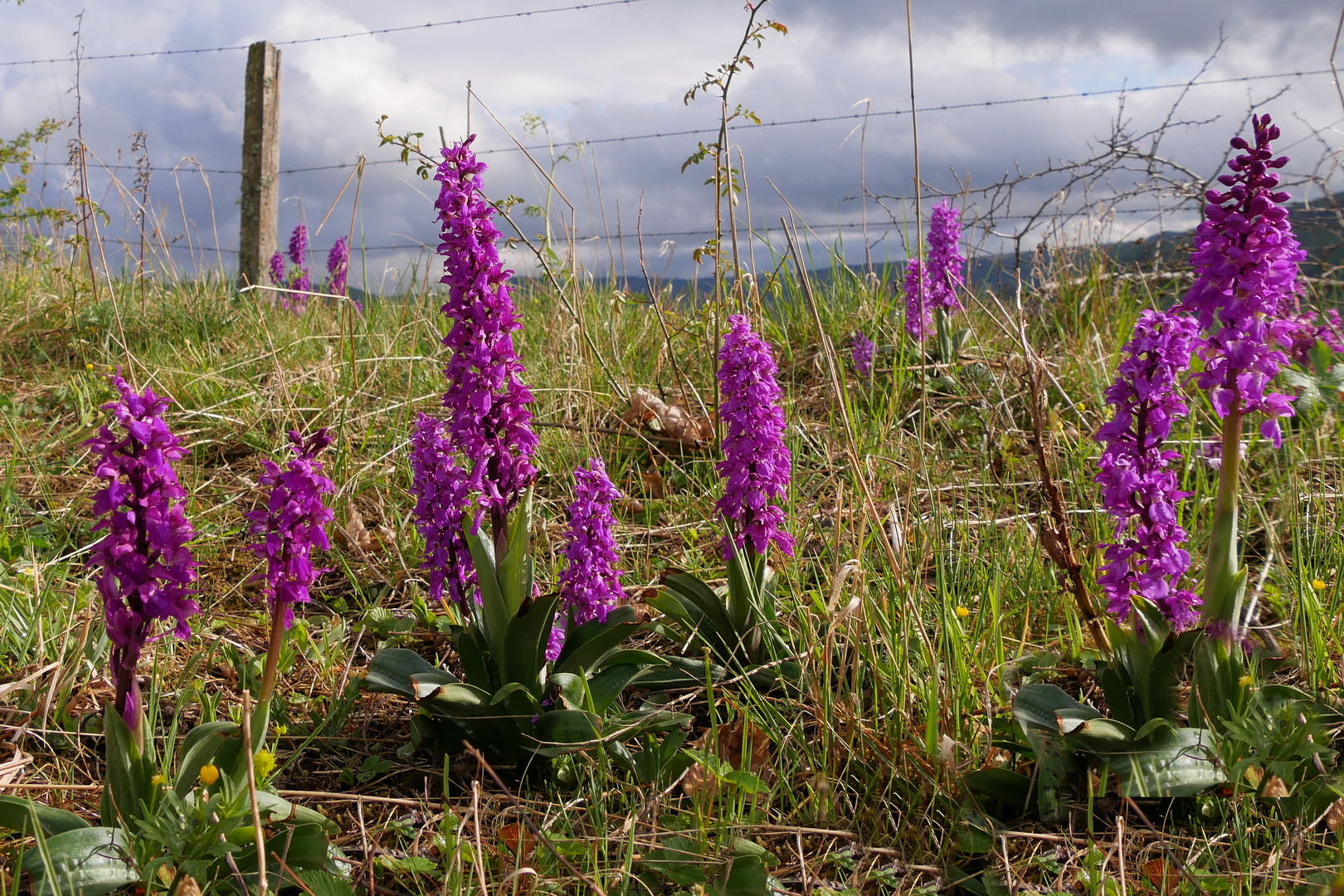 Wilde Orchideen