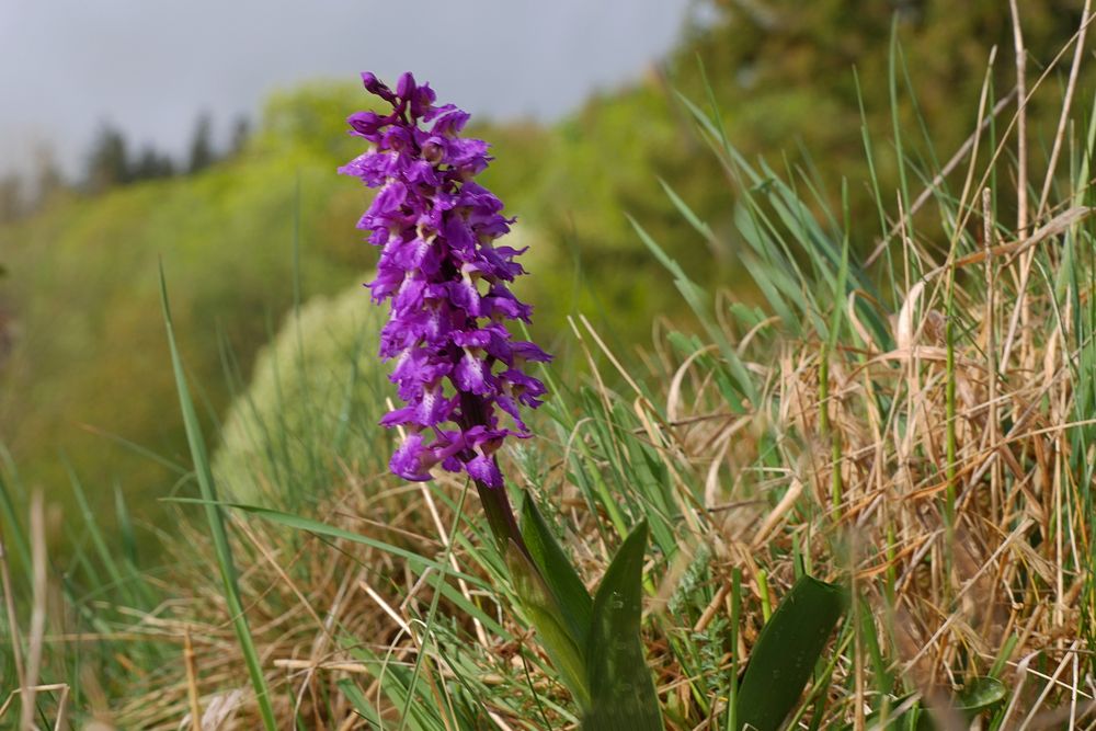 Wilde Orchideen