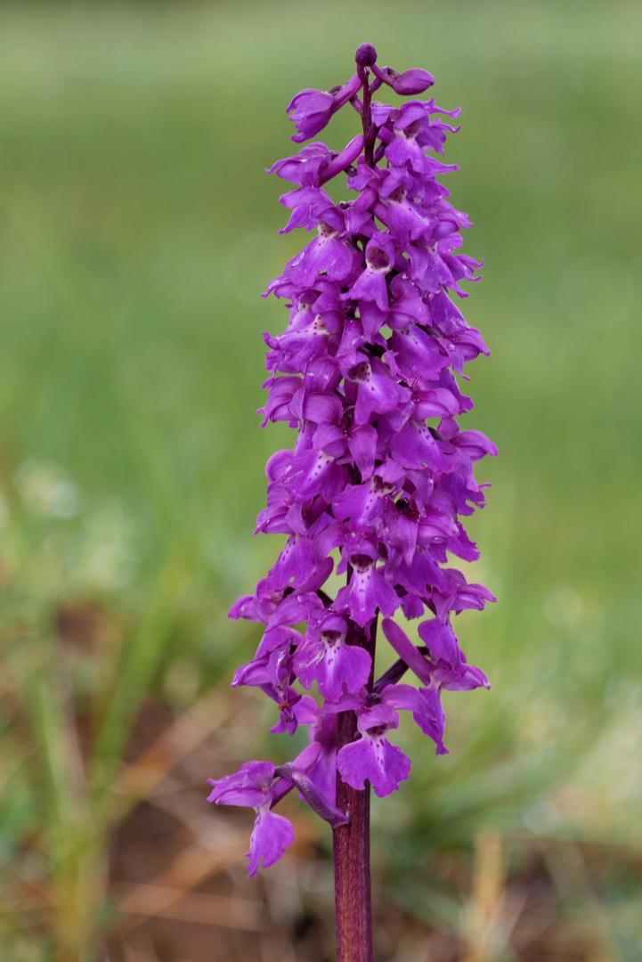 Wilde Orchideen