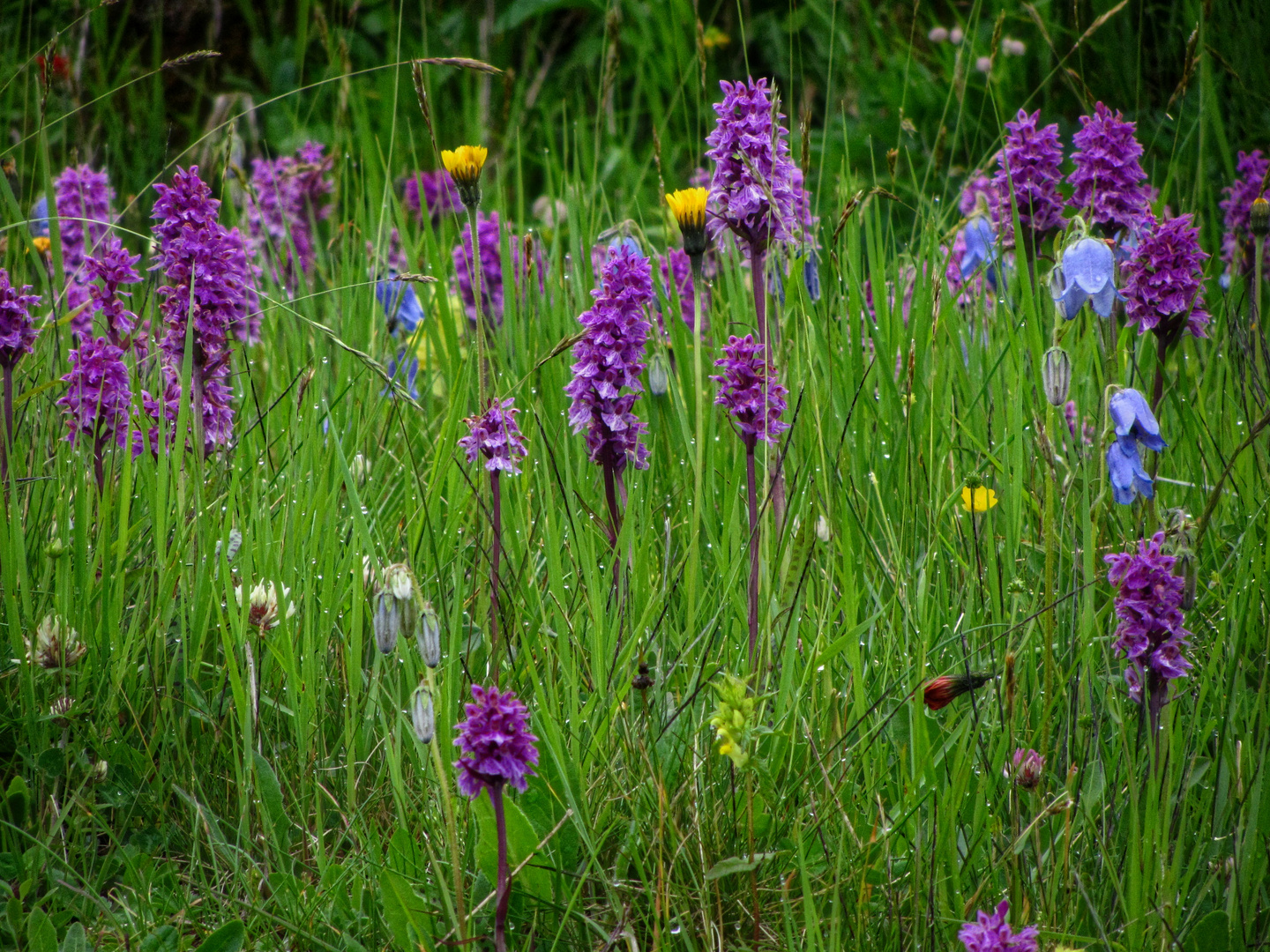 Wilde Orchideen...