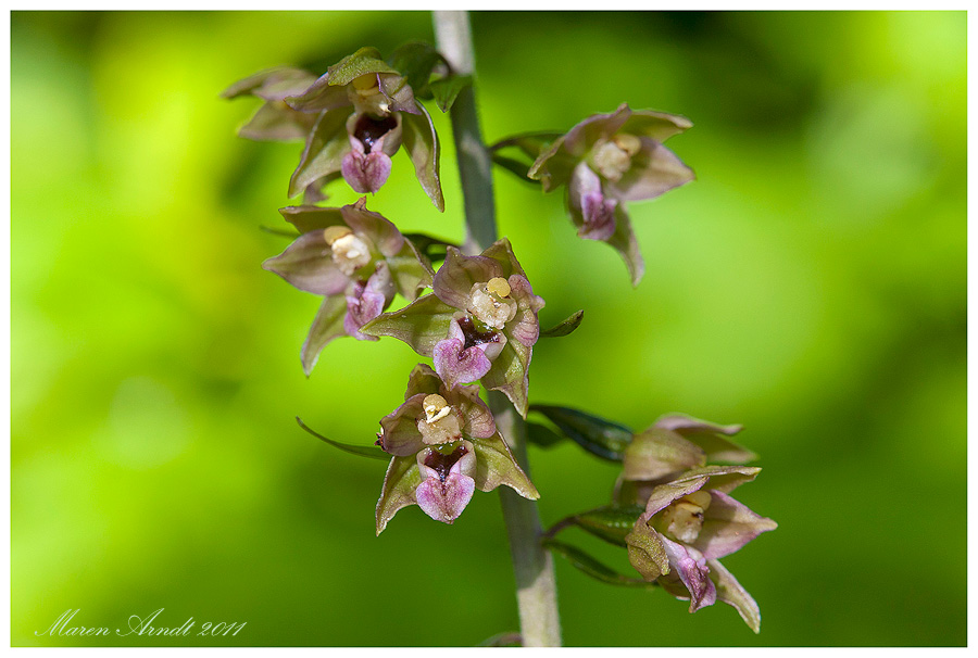 Wilde Orchideen ...