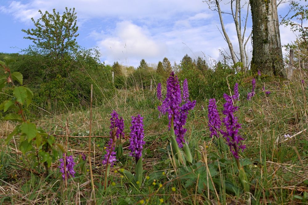 Wilde Orchideen