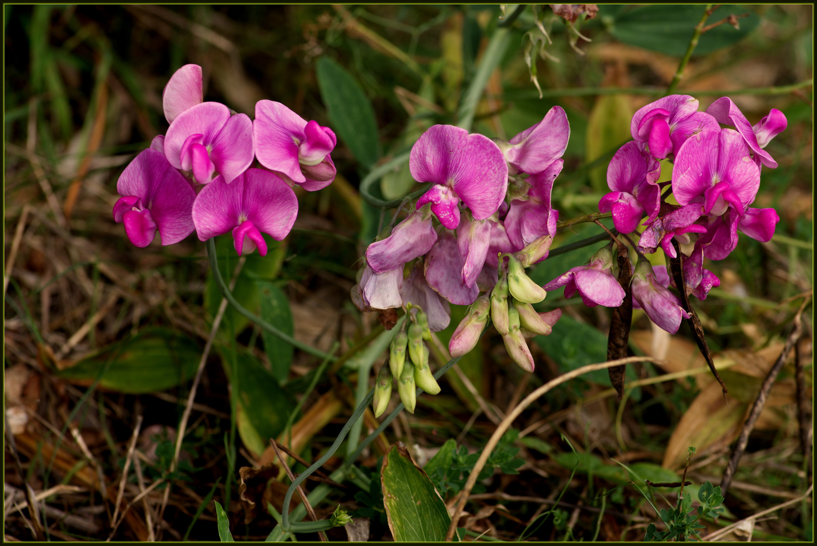 Wilde Orchideen...