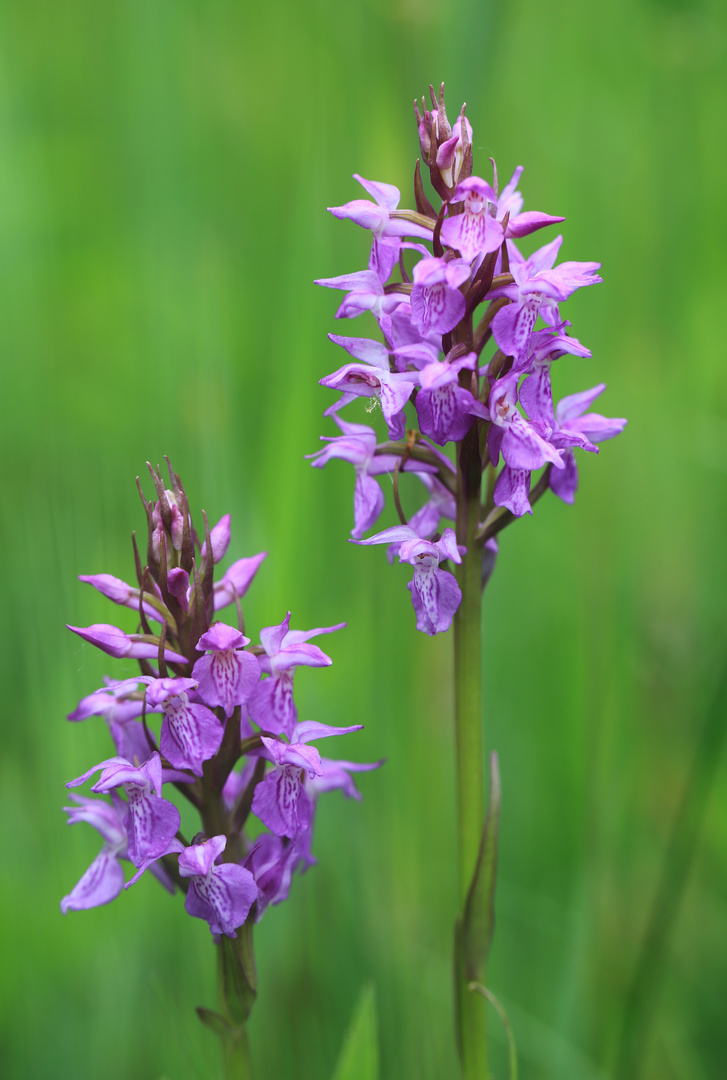 Wilde Orchideen