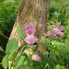 Wilde Orchideen am Tröndelsee in Kiel