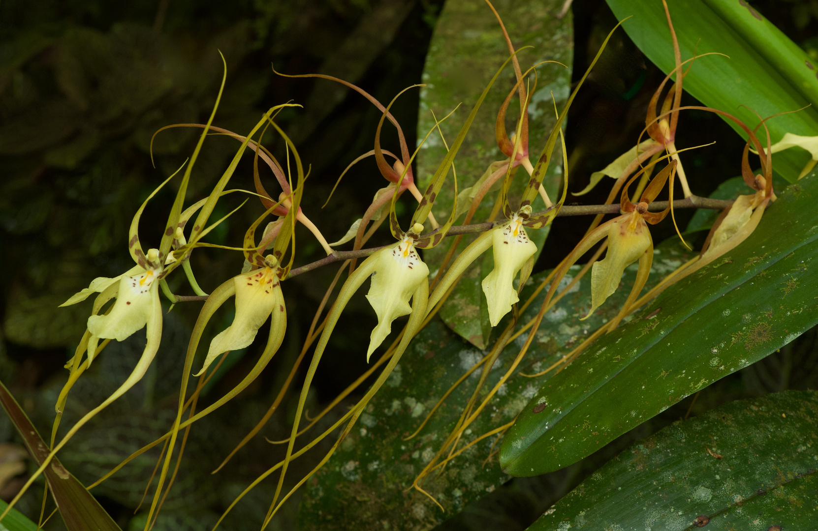 Wilde Orchideen aus dem Nebelwald von Peru