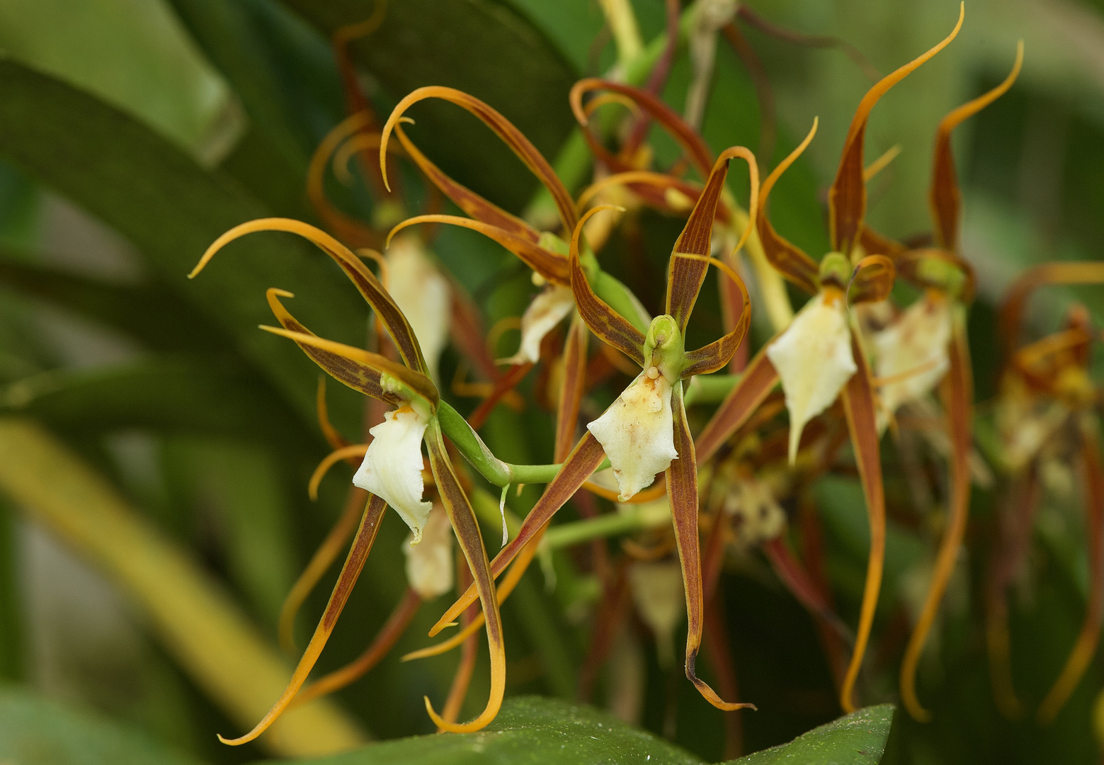 Wilde Orchideen aus dem Nebelwald von Peru 