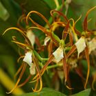 Wilde Orchideen aus dem Nebelwald von Peru 