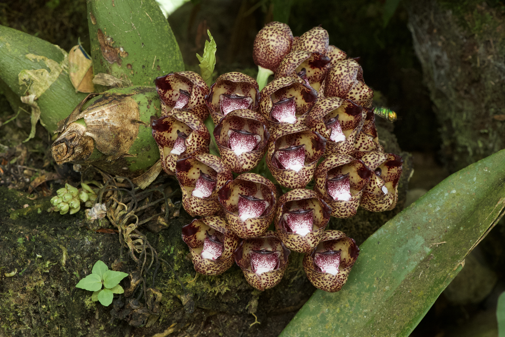 Wilde Orchideen aus dem Nebelwald von Peru 