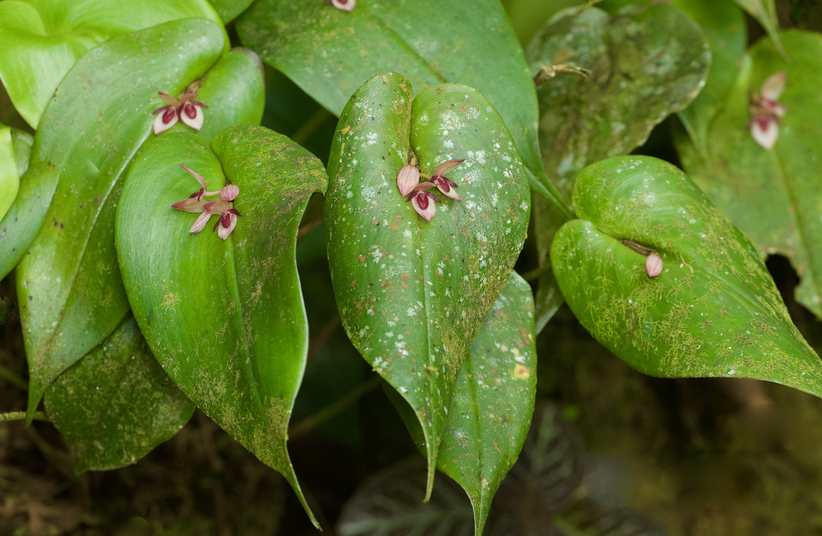 Wilde Orchideen aus dem Nebelwald von Peru 