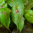 Wilde Orchideen aus dem Nebelwald von Peru 