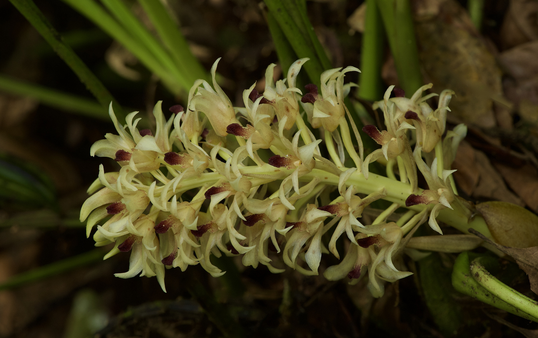 Wilde Orchideen aus dem Nebelwald von Peru