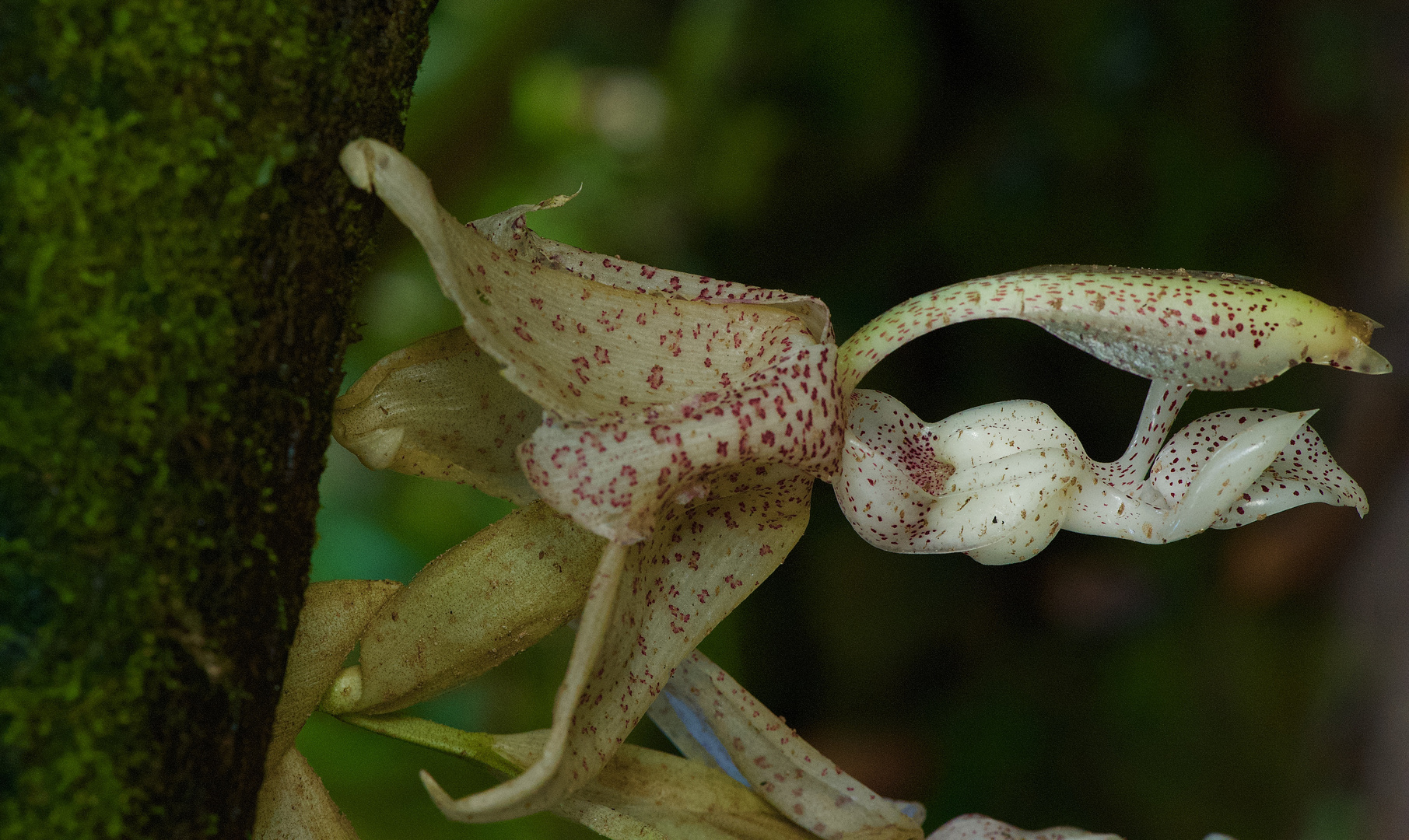 Wilde Orchideen aus dem Nebelwald von Peru