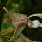 Wilde Orchideen aus dem Nebelwald von Peru